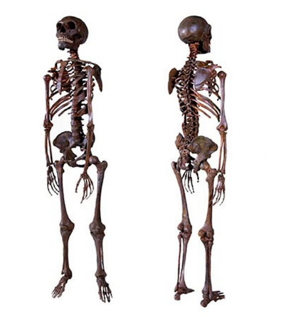 Модель скелета Homo neanderthalensis (вид спереди и сзади).