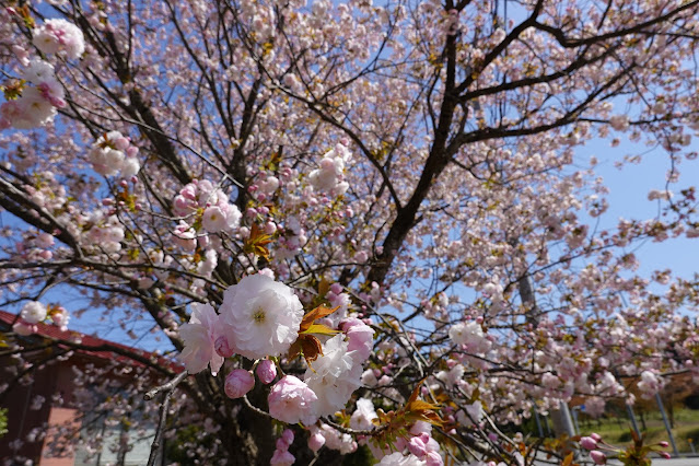 鳥取県西伯郡伯耆町丸山 ビアホフ ガンバリハウスの生垣の八重桜