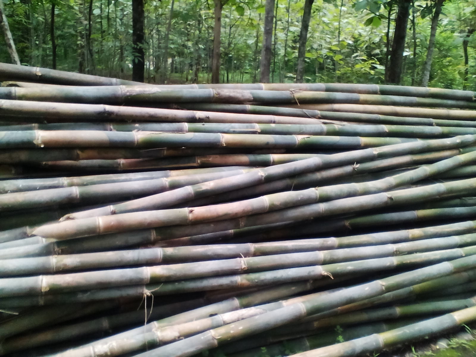 Jual Bambu  Apus Area Solo Sragen Murah Supplier 