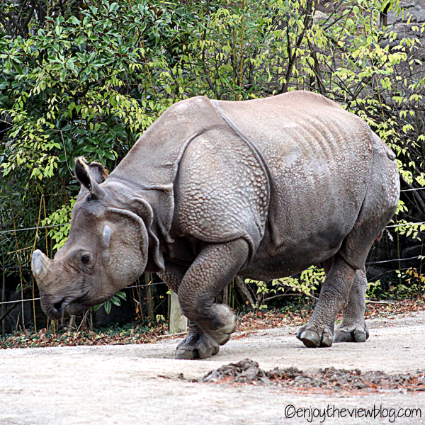 Indian rhino walking