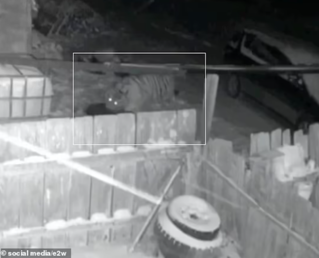 Video of Siberian tigers killing guard dogs in Far East of Russia