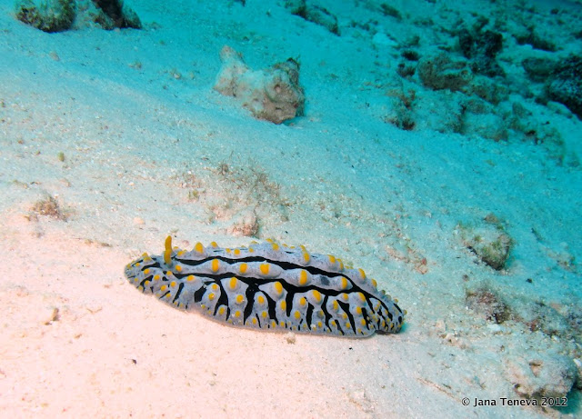 Nudibranches Underwater Similan