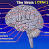 bagian otak dan fungsinya Otak fungsinya anatomi