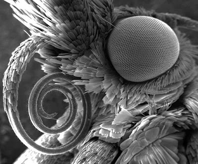 Pyralidae moth microscopic view of head and tongue