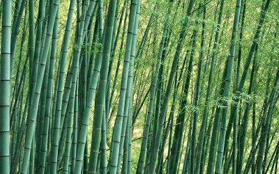 bamboo tree