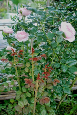 福岡ミミズ日記 ツクネ芋の芽がほぼ出揃ってきた 先日からボチボチ支柱立て 花壇のバラが１本折れた 撤去すべきか支柱で支えるか迷っている
