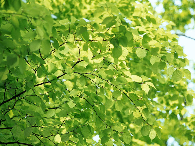 hojas verdes