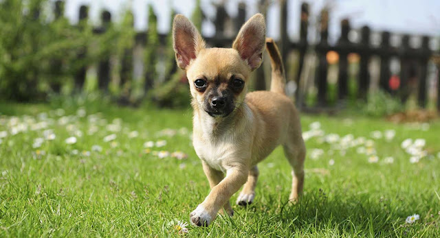 Chihuahua dog cute - perro chihuahua tierno