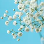 GYPSOPHILA