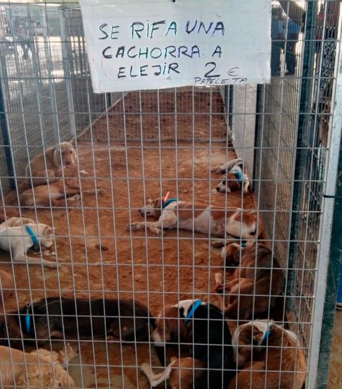 Se rifa cachorra a "elejir" con papeletas a 2 euros