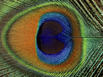 jain ashok close up of the eye of a peacock feather pavo cristatus