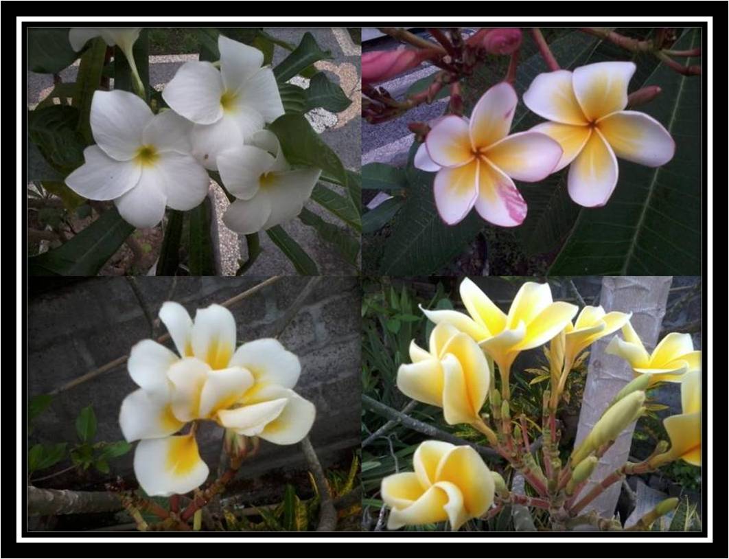 Warna warni Bunga  Kamboja  De Eka