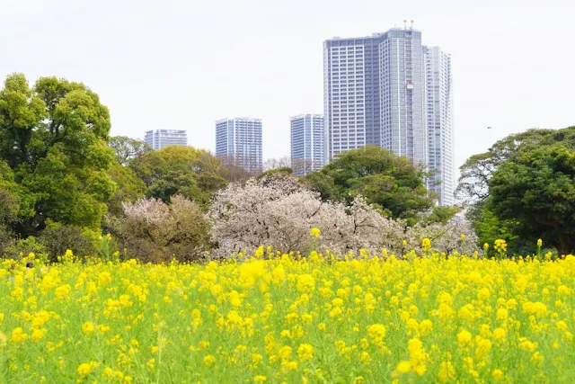 菜の花と桜～浜離宮恩賜庭園