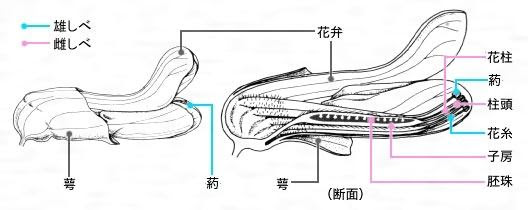 R シュタイナーから学ぶ マメ科についてのゲーテ自然科学的考察 農業講座 第3講 第42段落 R シュタイナーから学ぶ マメ科についてのゲーテ自然科学的考察 農業講座 第3講 第42段落