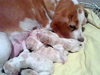 Beagle Bicolor red & white