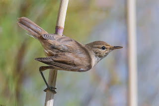 carricero-comun-acrocephalus-scirpaceus-posado-en-carrizo-