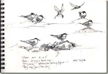 terns bg