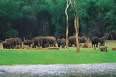 Tiger in Periyar Forest 