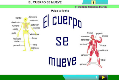 http://www.ceiploreto.es/sugerencias/cplosangeles.juntaextremadura.net/web/curso_4/naturales_4/cuerpo_mueve/cuerpo_mueve.html