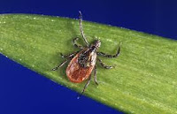 The image shows a tick sitting on a green leaf. Ticks are tiny parasites that can carry serious diseases like Lyme disease and encephalitis.