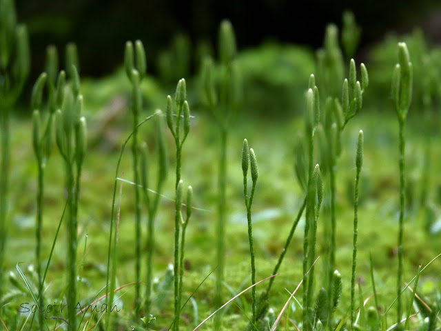 Lycopodiella cernuum