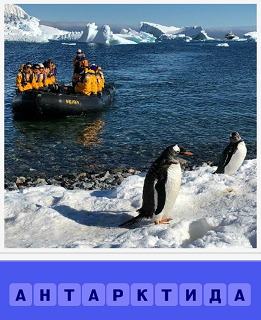  пингвины в Антарктиде и к ним на лодке едет экспедиция