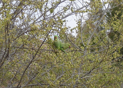 Parakeets munching seeds