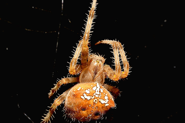 Araneus pallidus