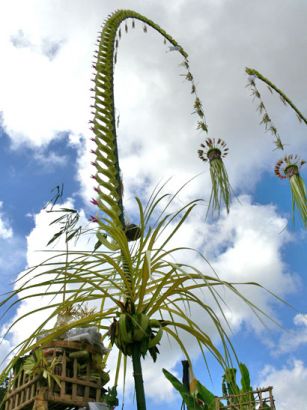 ACISAKA MAKNA PENJOR DI BALI 