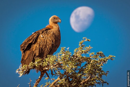 30 Gambar  Hewan Unik Burung NASAR Pemakan Bangkai Amazing 