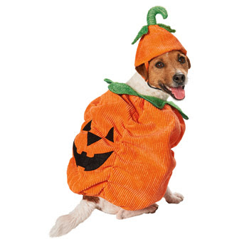 disfraces de halloween para perros calabaza