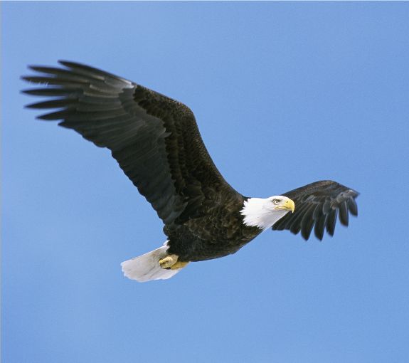 Bald Eagle