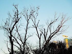 Silhouette of leafless tress with birds 