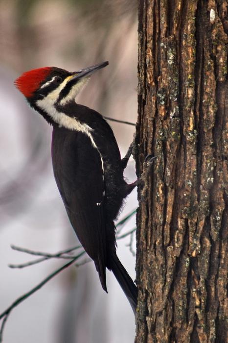 Beautiful Pictures of Woodpecker Birds - Babui, Woodpecker, Sparrow, Tuntuni, Bulbul, Beautiful Bird Pictures - birds - NeotericIT.com