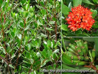 Teruntum Merah (Lumnitzera littorea)