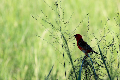 Hermoso pajarillo entre los arbustos - Little bird