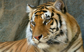 Bengal Tiger Wallpapers