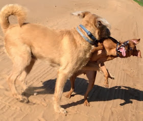 Cute dogs - part 8 (50 pics), two dogs playing and one puppy shows his ugly face