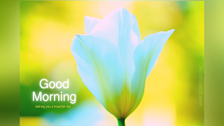 Beautiful flower images with good morning text