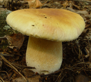 Boletus betulicola