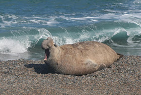 Peninsula Valdés