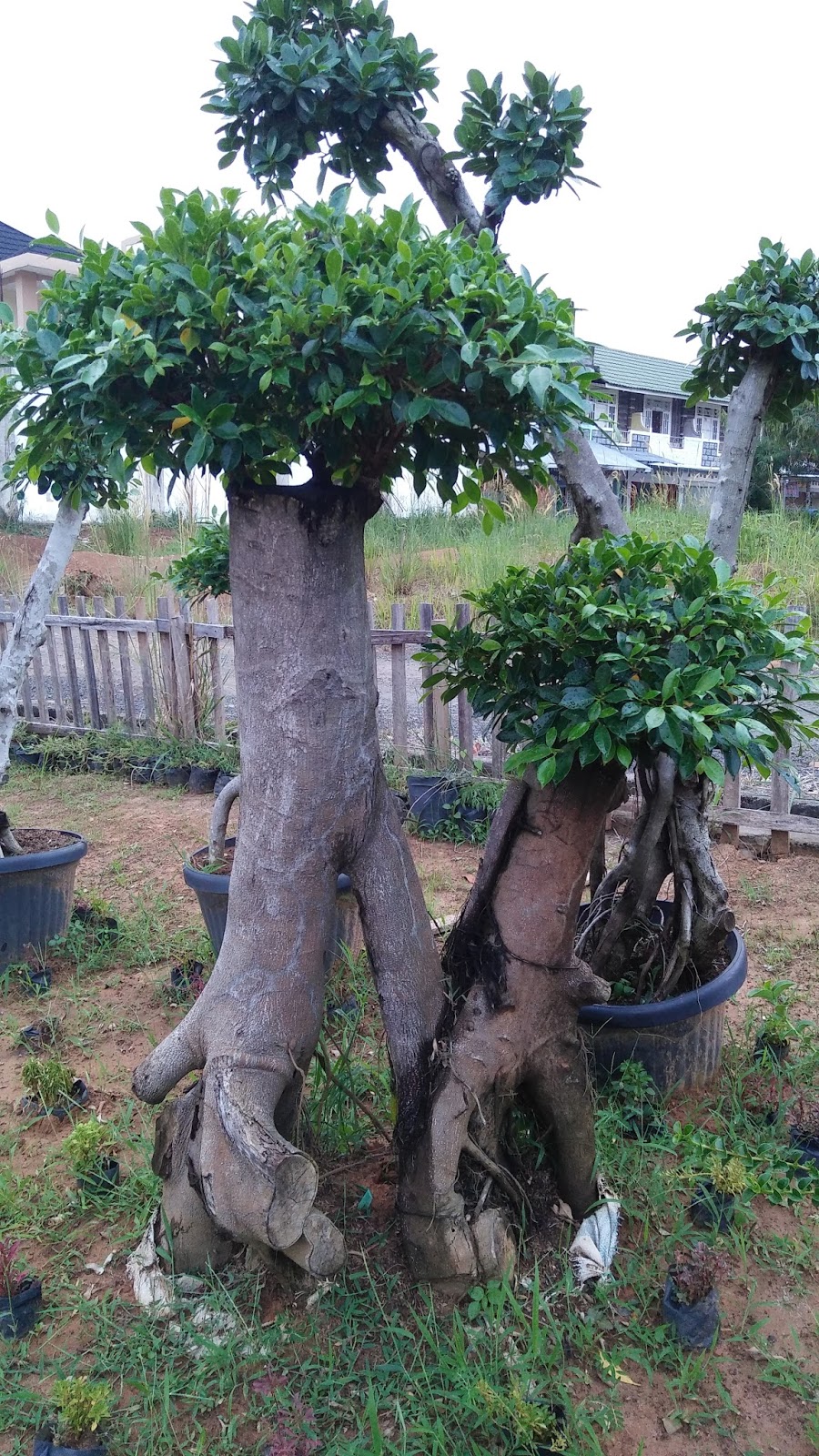 RUMAH INDAH DIHIAS BONSAI TAMAN POT CentralBonsaiCom Berbagi