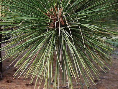 Pinus jeffreyi - Jeffrey Pine care and cultivation