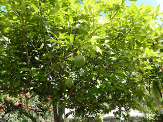 Citrus sp. - Pamplemoussier - Pamplemousse - Pomelo