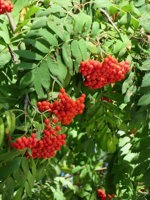 Tramazeira (Sorbus aucuparia) ou Sorveira  