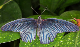 Great Mormon, Papilio memnon, male.  Wisley Gardens, Butterflies in the Glasshouse, 10 February 2015.