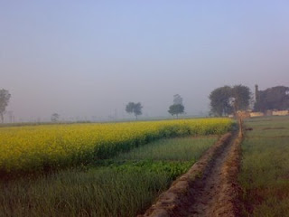 Mustard Fields of Sardar Farms in Jalkheri village