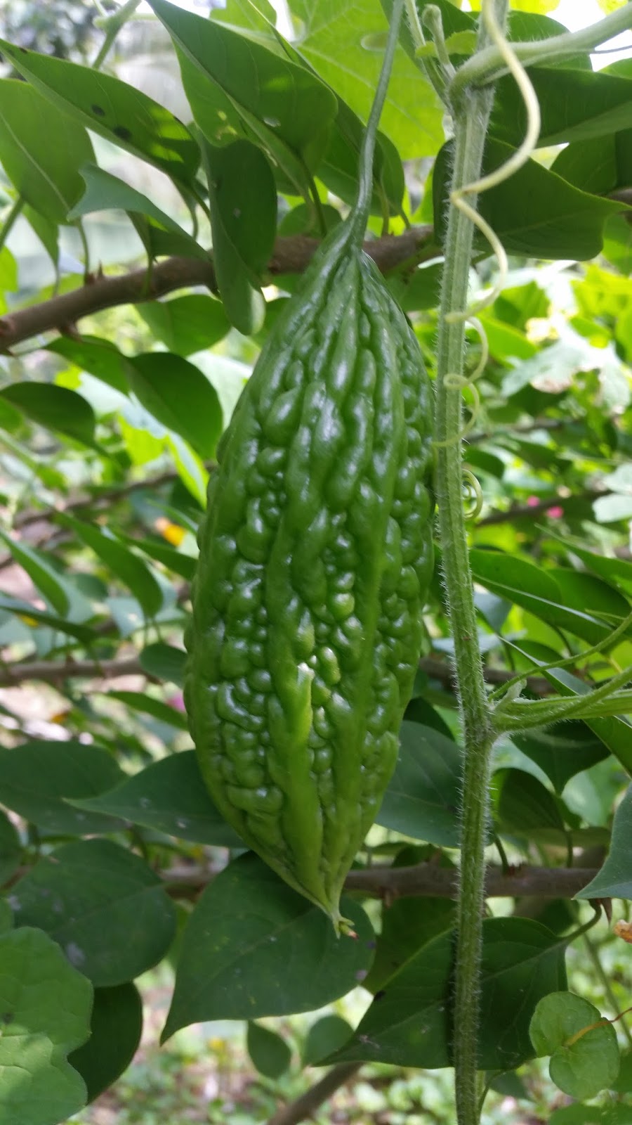 Warisan Petani Pokok  Peria Katak