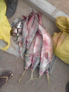 zambezi river shrimps , praws and fish