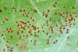  araña roja